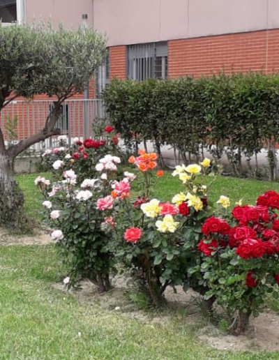 jardinería y limpieza madrid sur