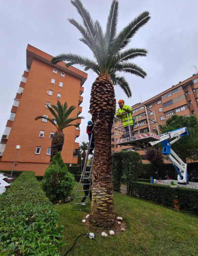 poda-en-altura-en-madrid
